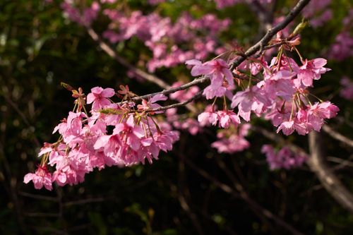 Free Detailed view of pink cherry blossoms blooming on a tree branch, symbolizing springtime renewal. Stock Photo