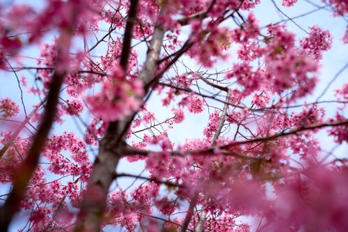 Free Close-up view of vibrant pink cherry blossoms blooming against a clear blue sky in spring. Stock Photo