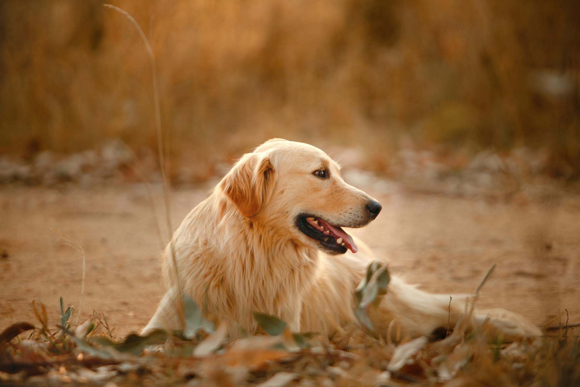 En lugn, fluffig golden retriever som slappnar av under en promenad och tittar bort medan den sticker ut tungan.