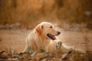 Calm fluffy Golden Retriever relaxing during stroll and looking away while sticking out tongue