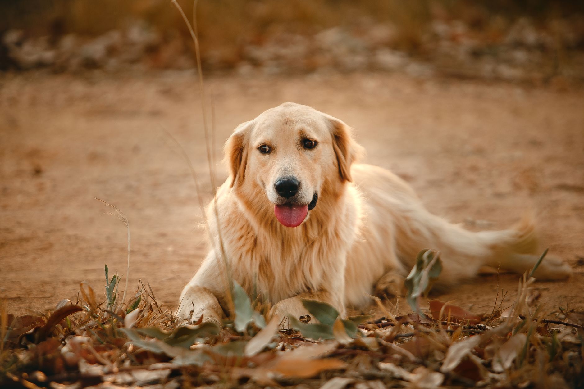Cute fluffy dog lying on field with fall leaves during stroll in countryside in autumn day