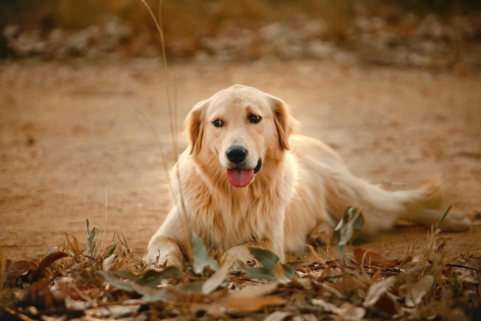 En lydig golden retriever tillbringar tid i parken