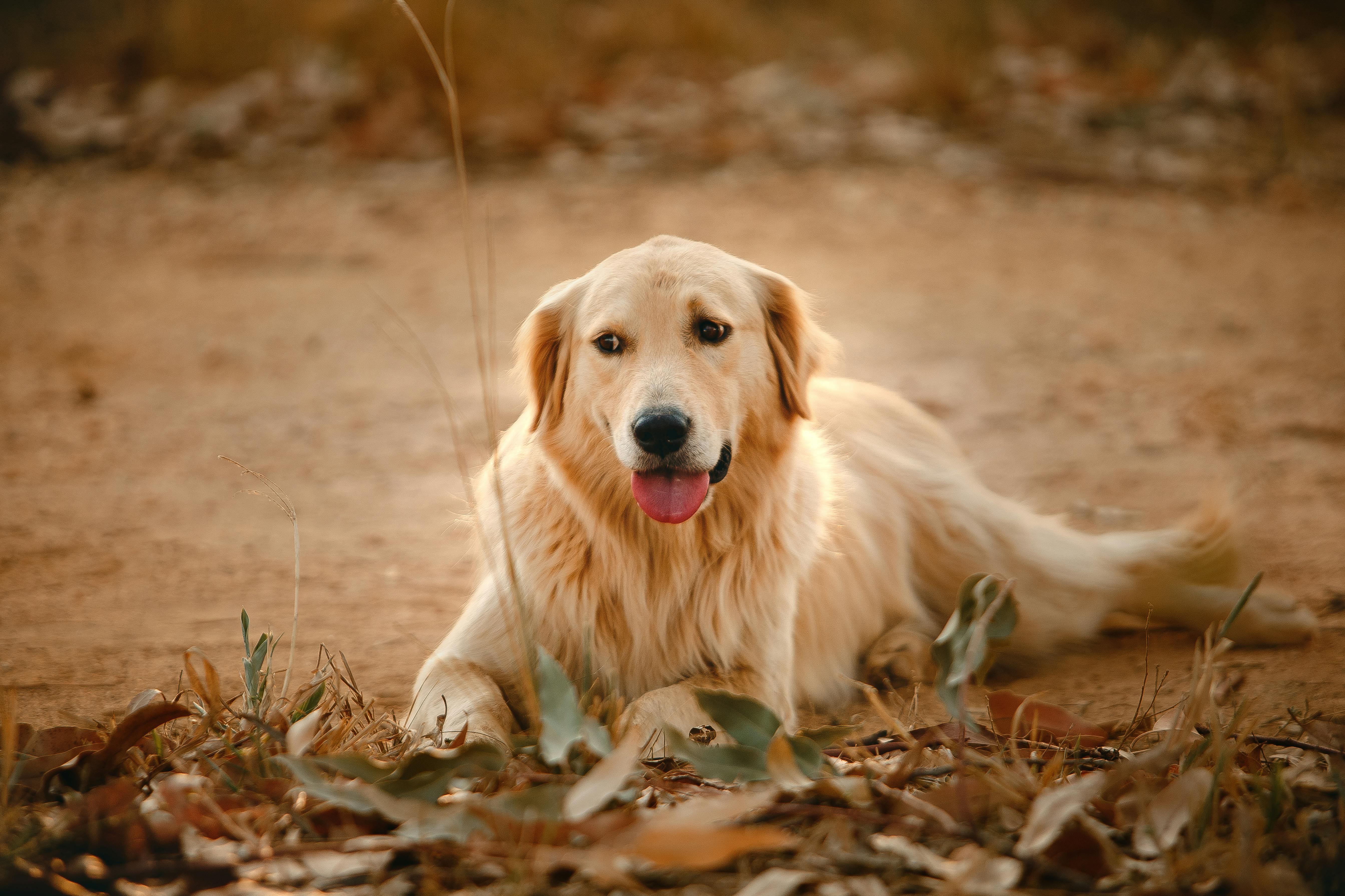 are golden retrievers obedient