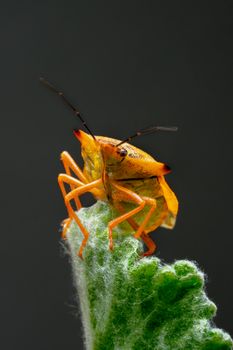Close-up of an orange stink bug perched on a green leaf, highlighting intricate details.