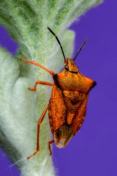 Close-up of an orange stink bug on a plant against a vibrant purple background.