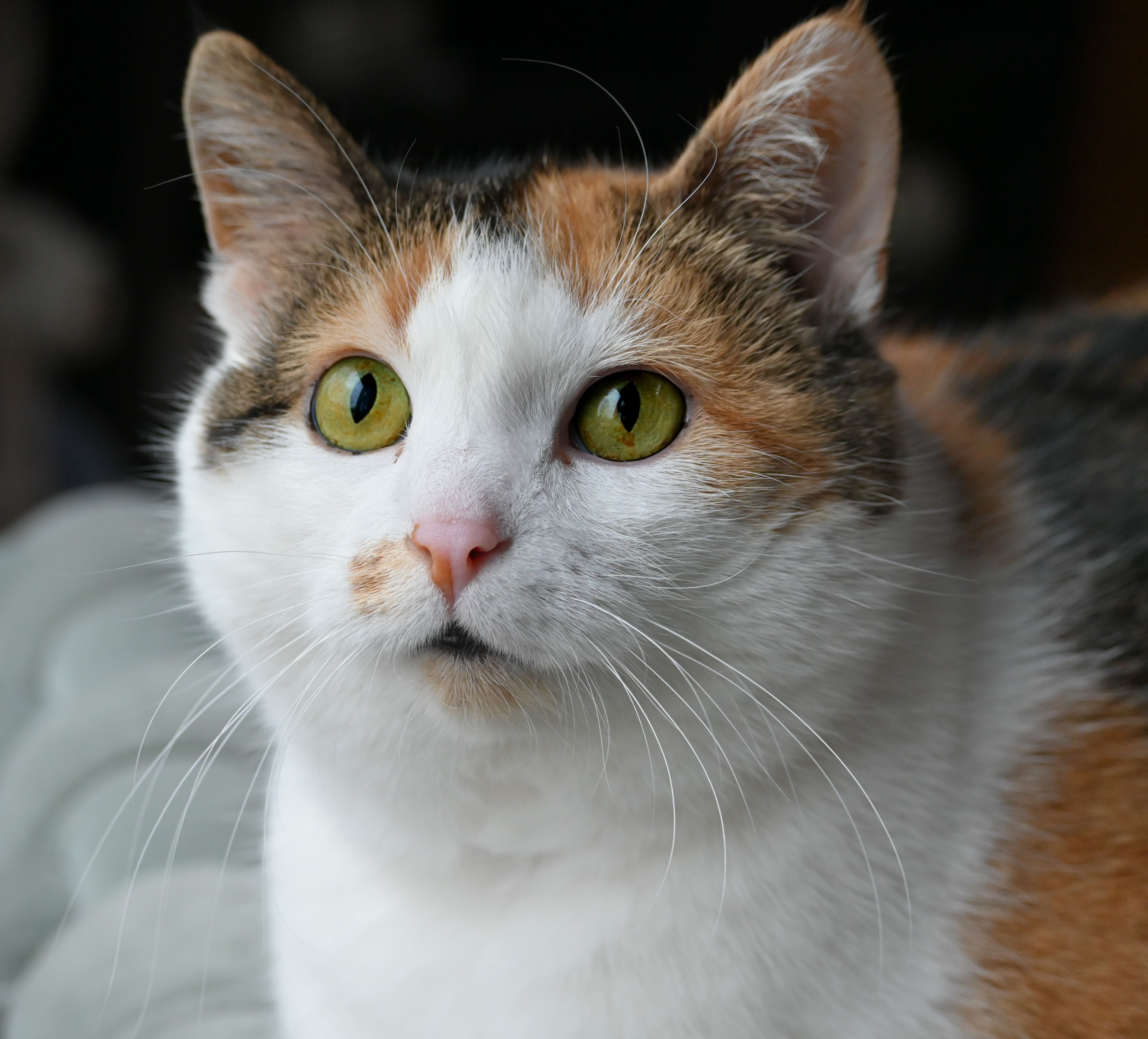 Cat with ears pinned back showing stressed body language and anxiety