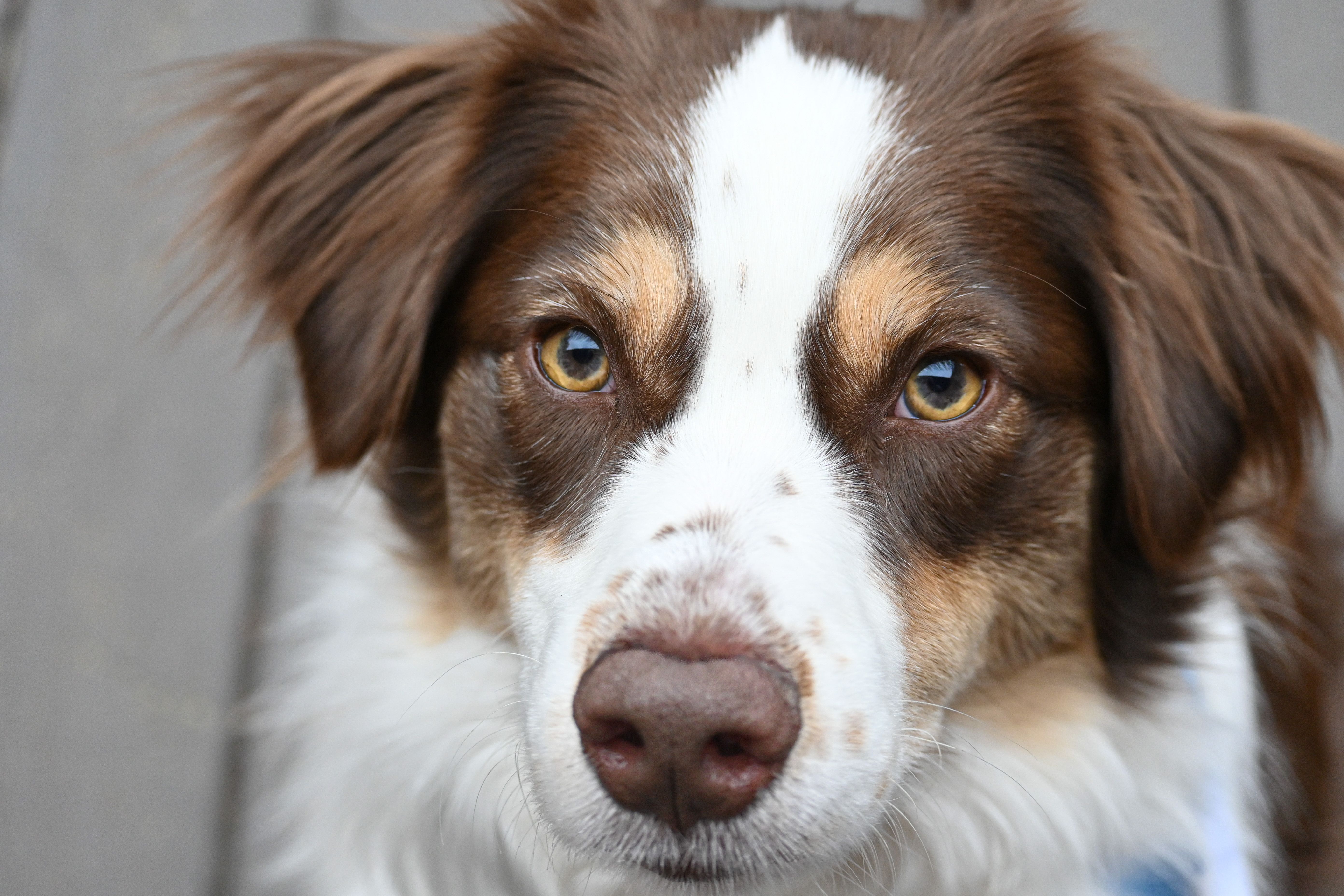 Thrive Pet Healthcare Expands Pet Insurance Access Through Pumpkin and Trupanion to Help Pet Owners Plan for Veterinary Care 