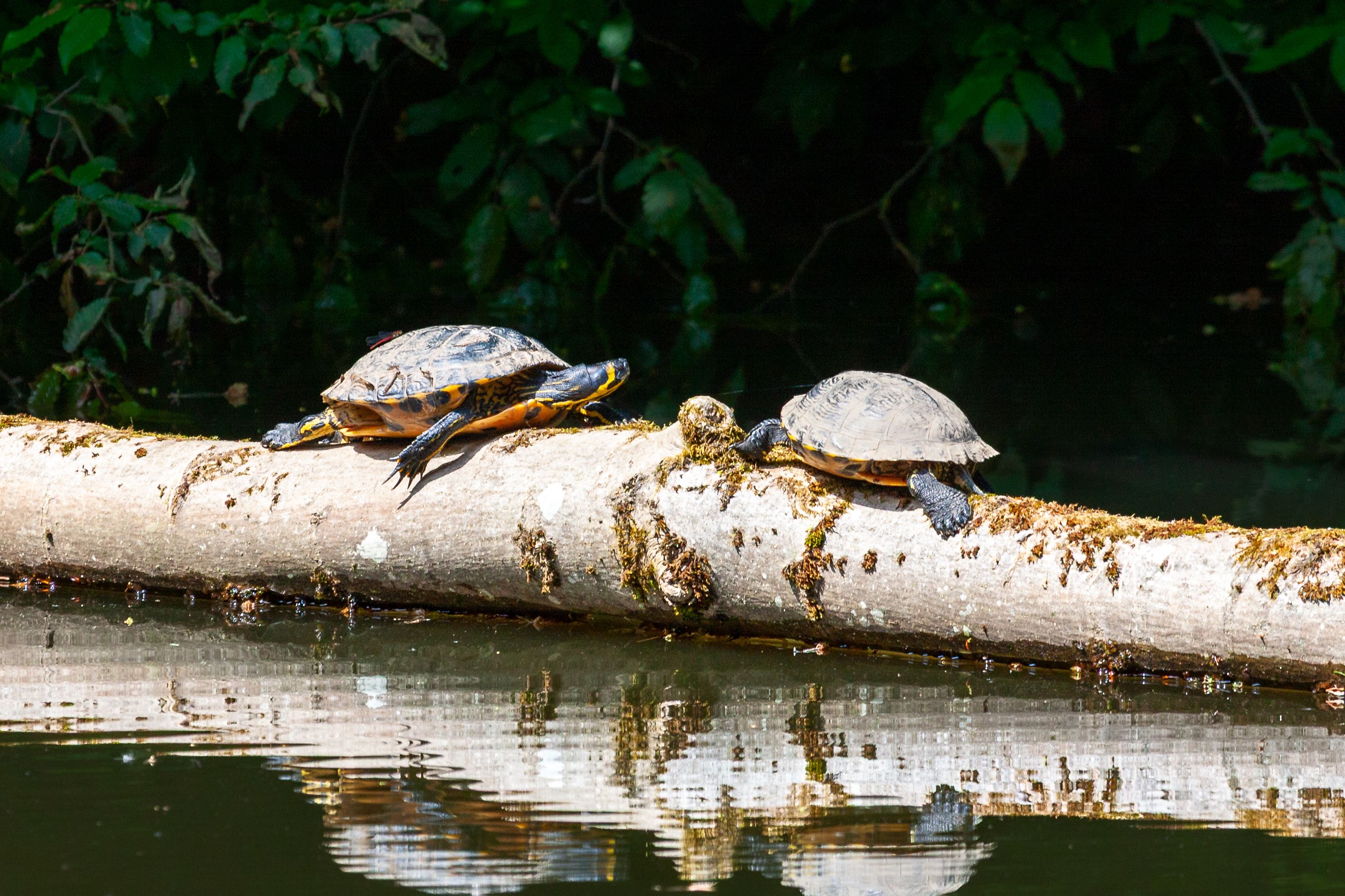 Turtle
