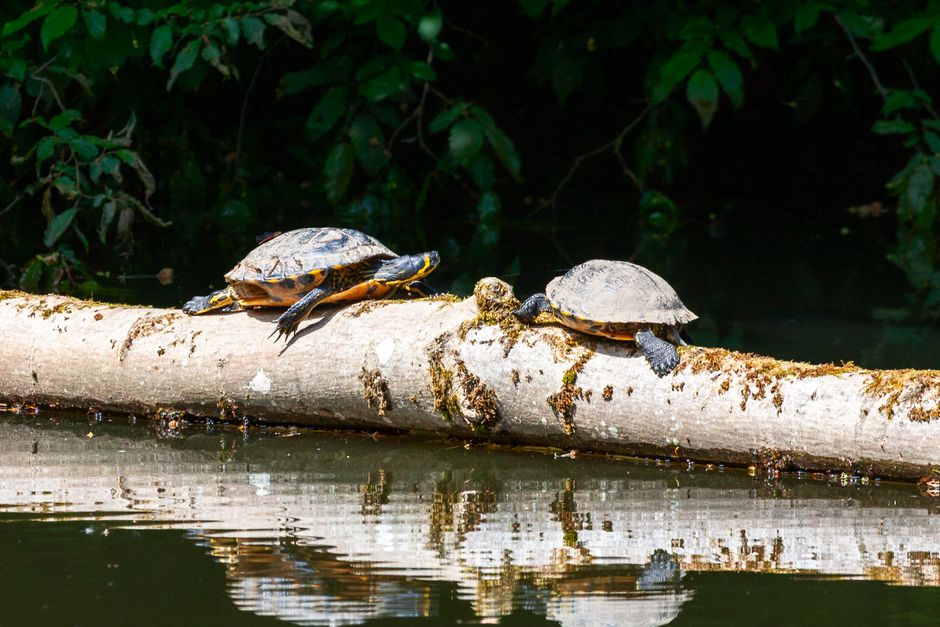 Ottawa Researcher Counts Hundreds of Turtles Every Year: Here's Why