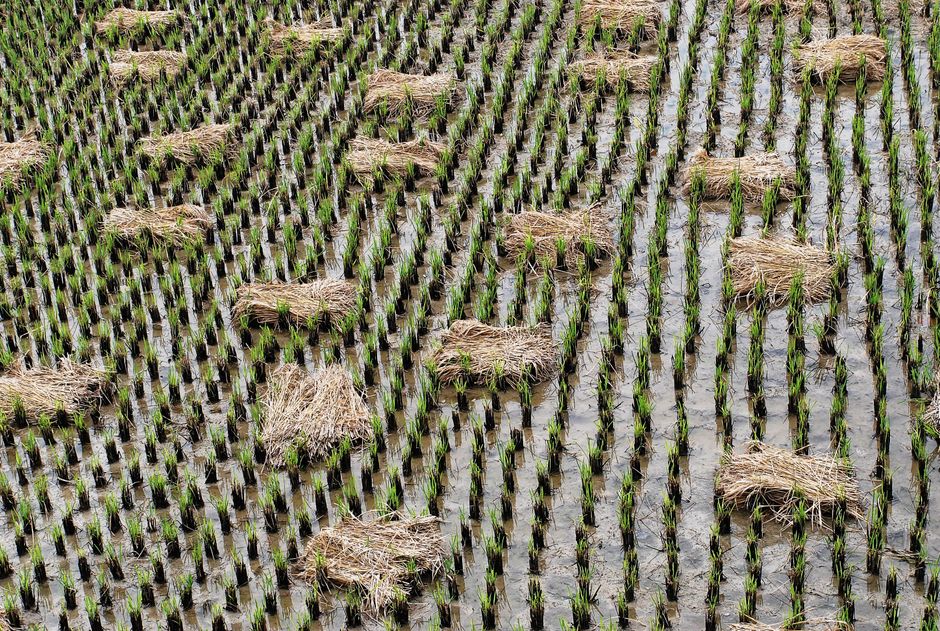 Inseticida Agrícola