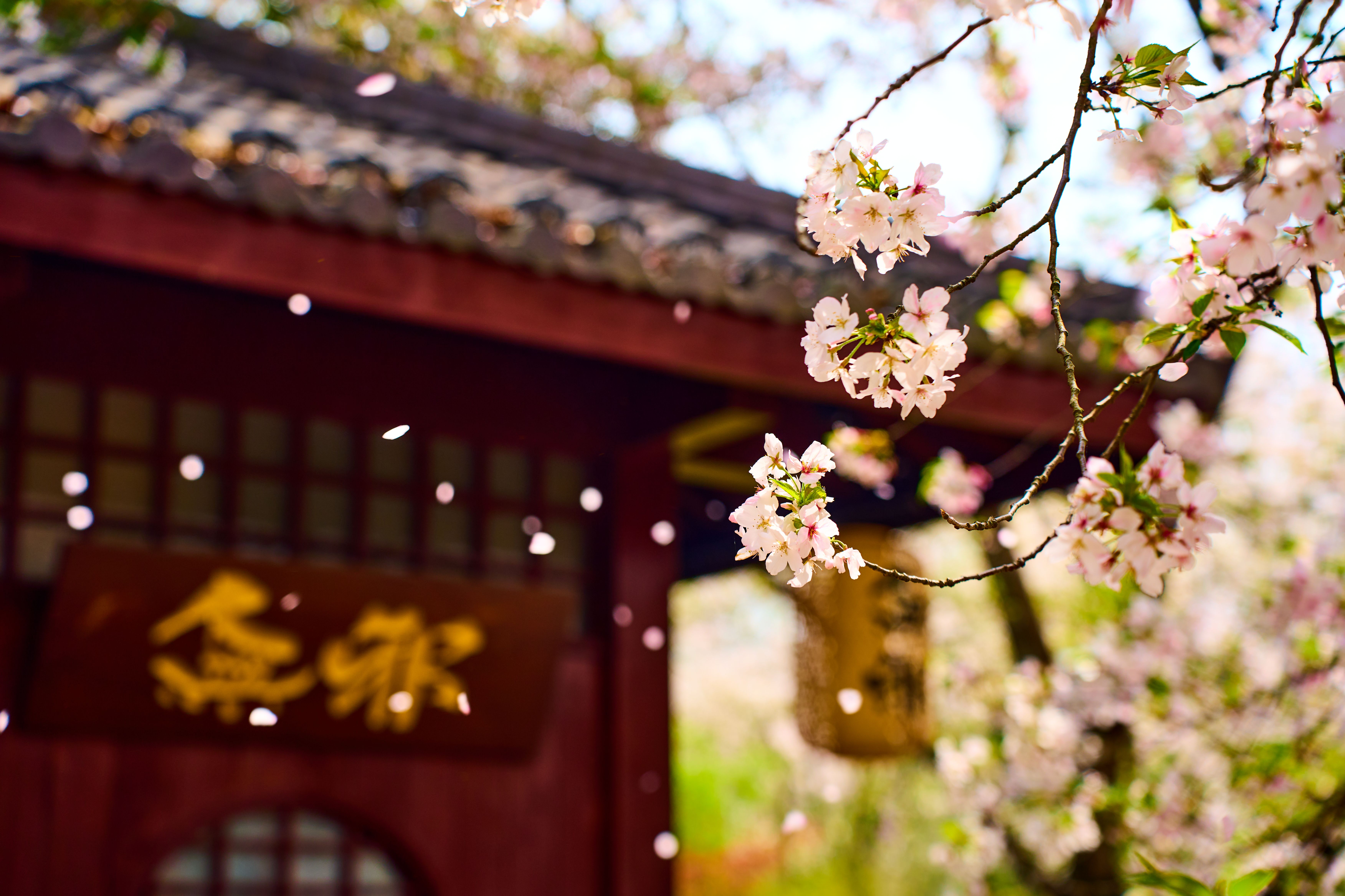 China Cherry Blossom Guide 2026: Best Places, Peak Bloom Dates & Planning Tips