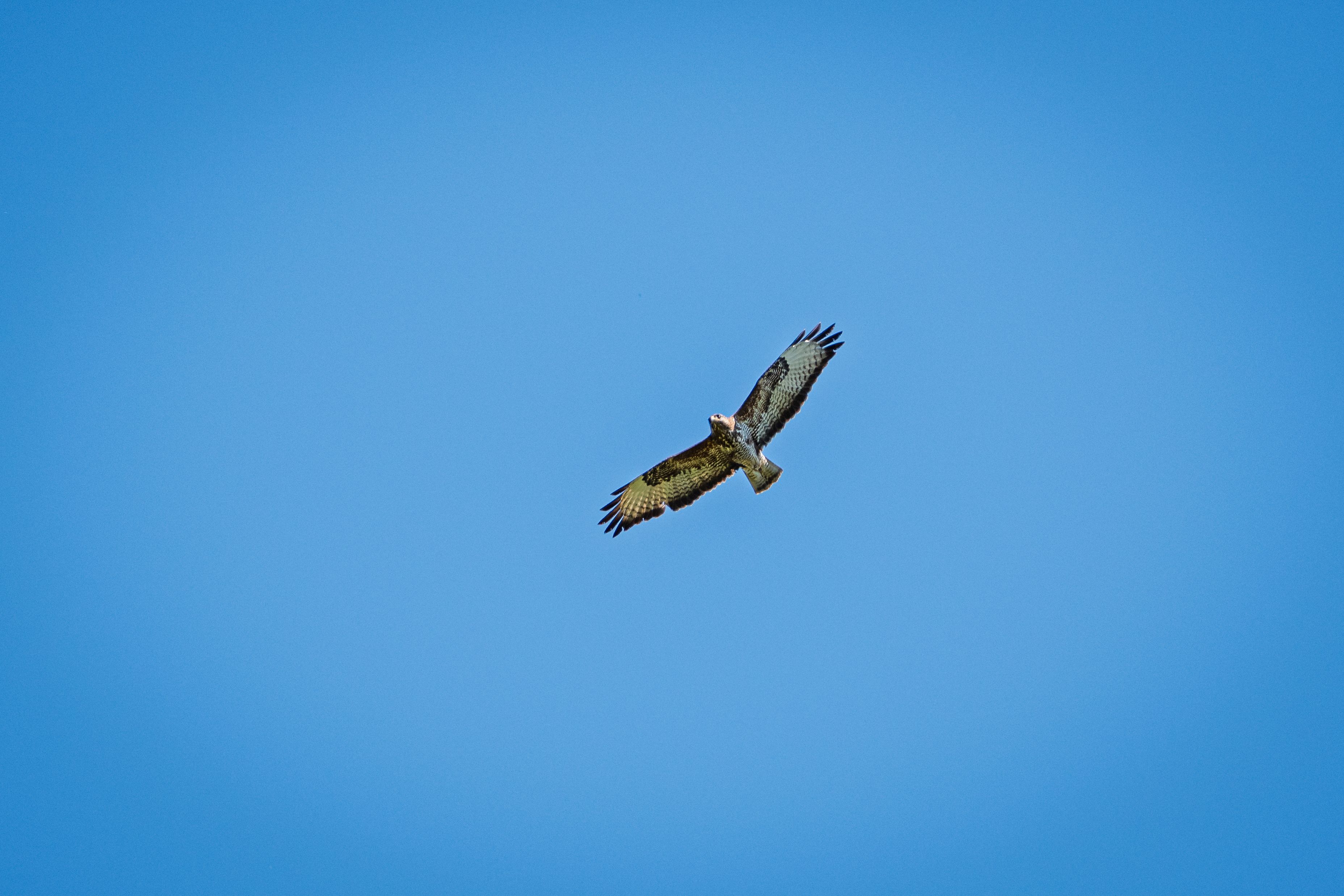 Soaring Hawk in Clear Blue Sky · Free Stock Photo
