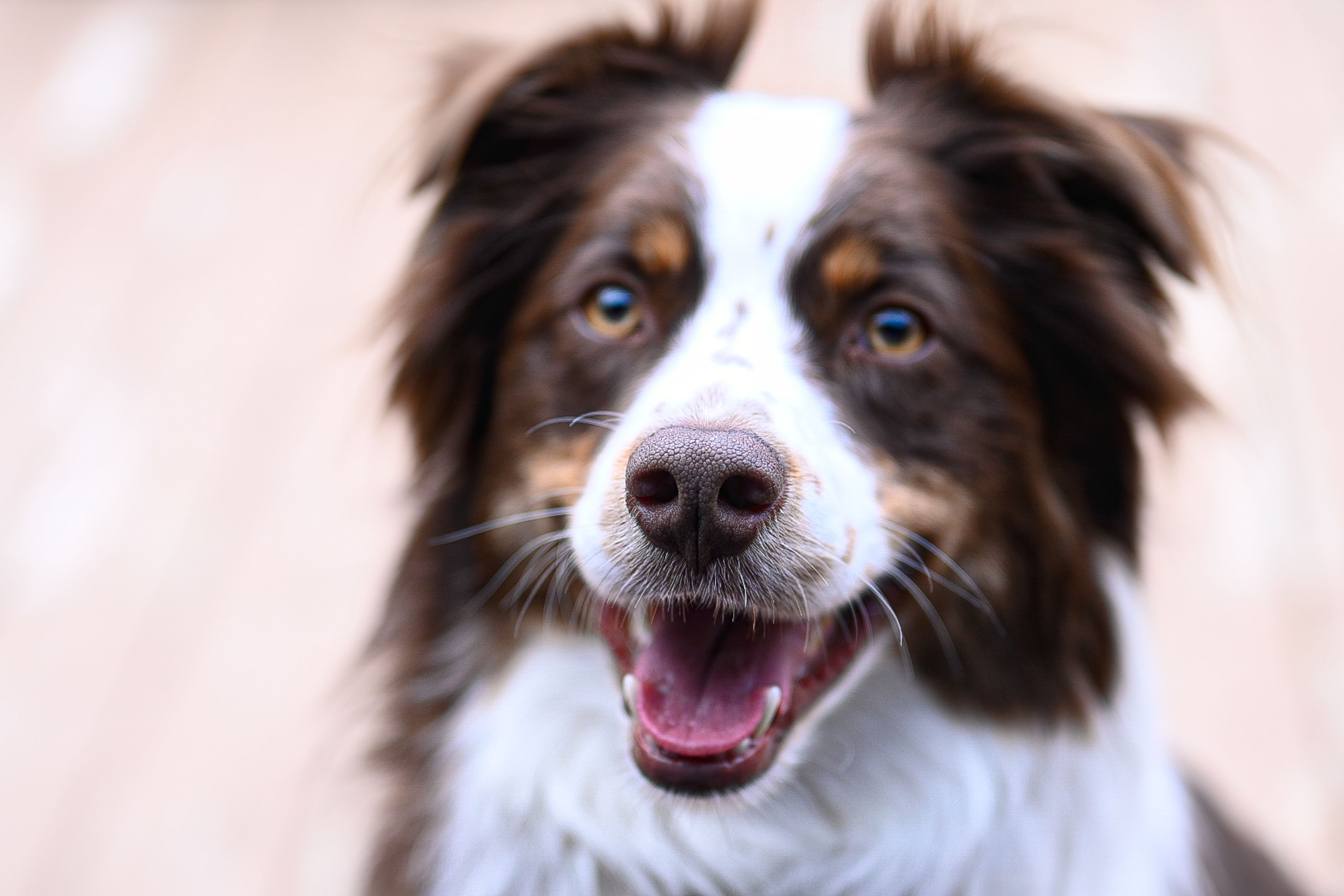 pet insurance pet health costs — Photo by Sara Nichole Photography on Pexels