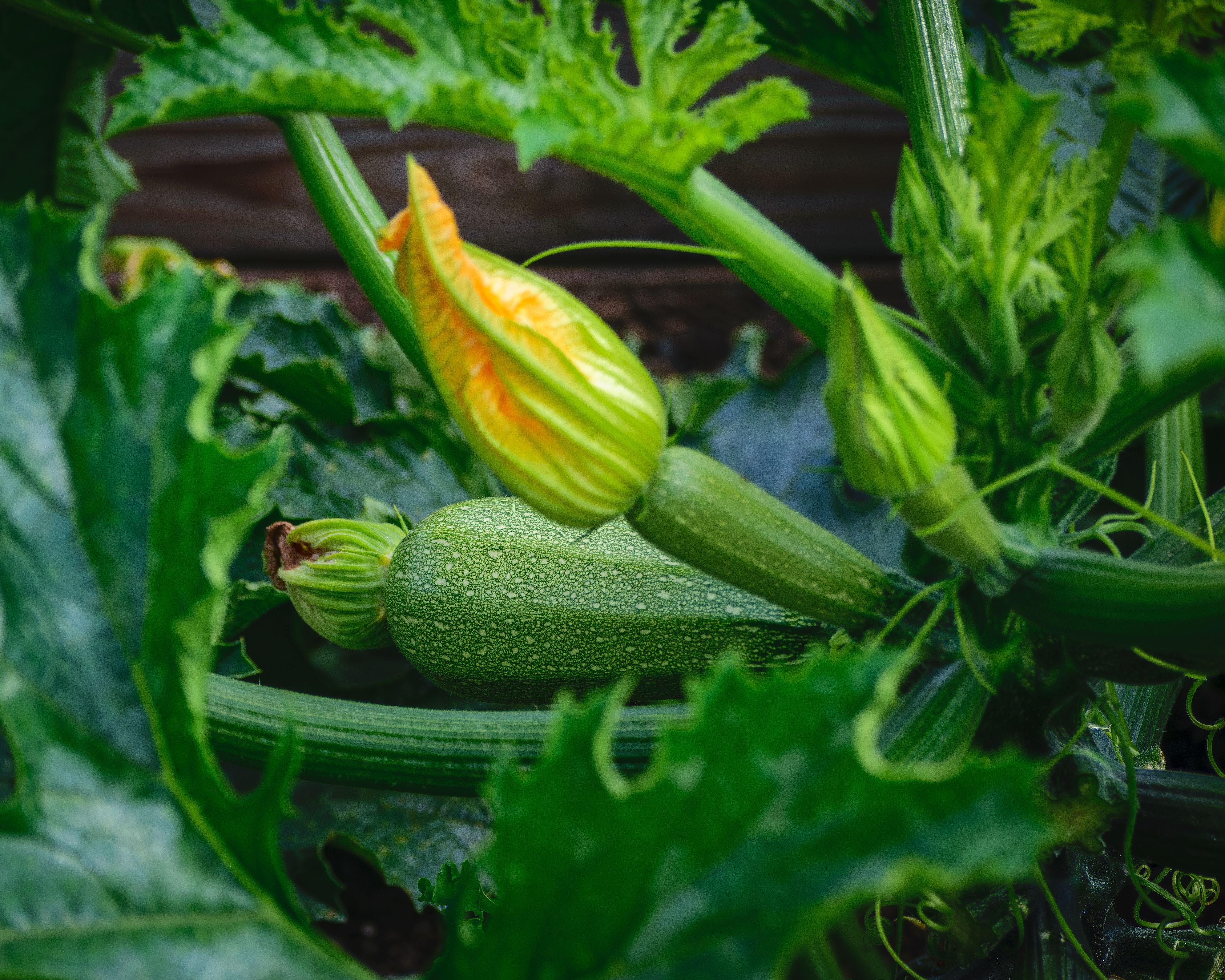 Boosting Fruit & Vegetable Set: Strategic Planting & Habitat to Attract Native Bees for Your Squash, Berries, and Fruit Trees