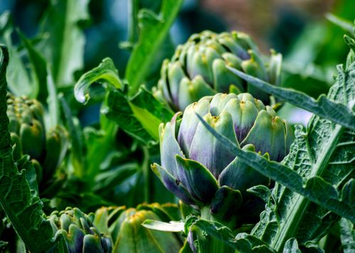 Free Vibrant artichokes growing amidst lush green leaves in an outdoor garden. Stock Photo