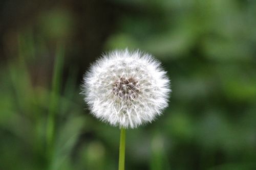 Free Close-up of a dandelion seed head, focusing on its intricate patterns against a soft green background. Stock Photo
