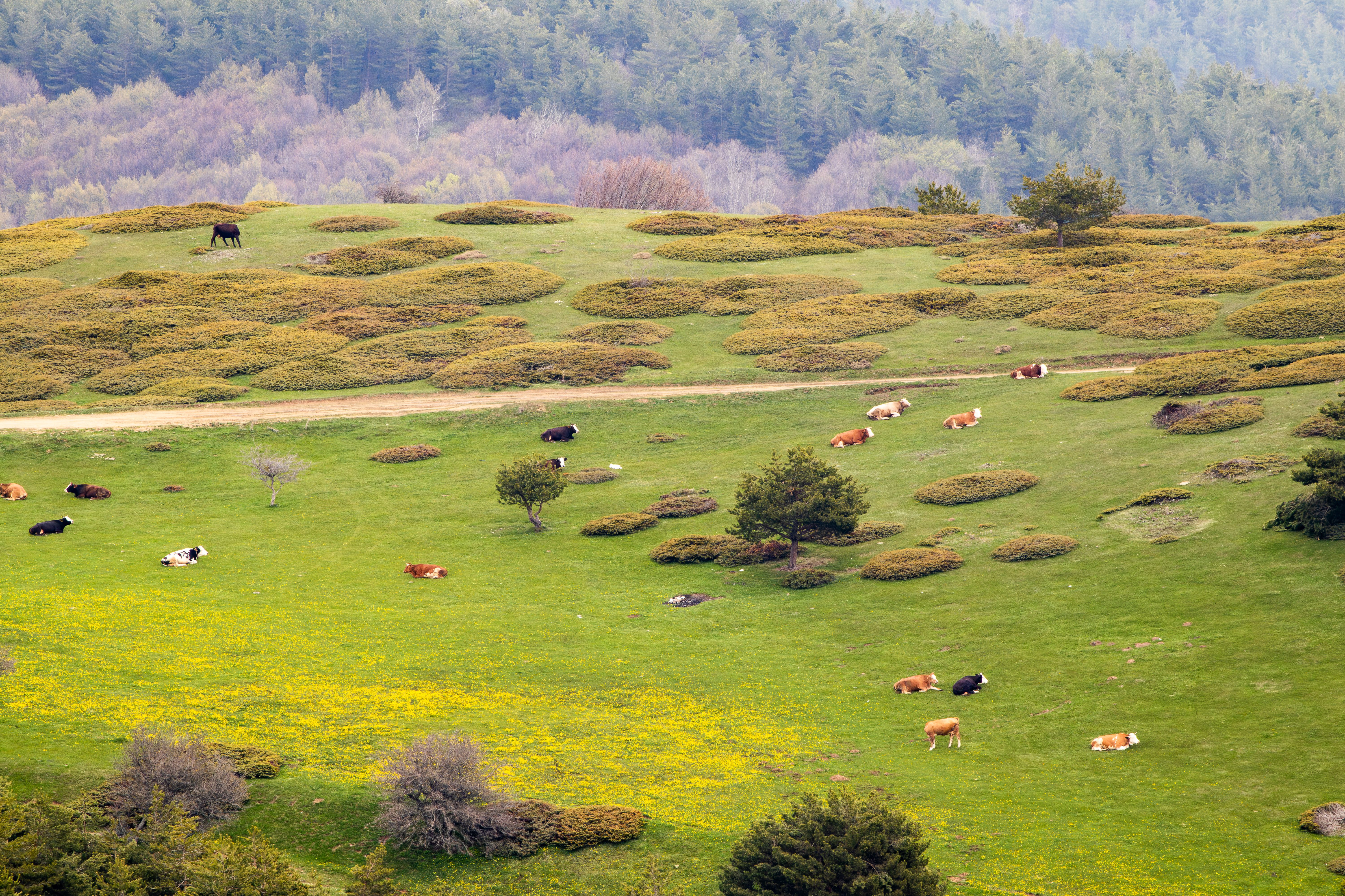 Conservación ambiental y biodiversidad