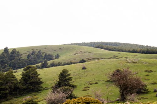 Free Scenic view of lush green hills surrounded by dense pine forests under an overcast sky. Stock Photo