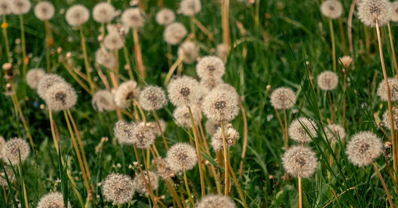 Pissenlit : Bienfaits et Propriétés Détox