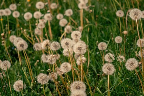 Free A serene meadow filled with fluffy white dandelions against lush green grass under natural sunlight. Stock Photo
