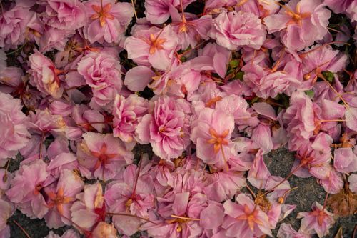 Free Close-up of delicate pink cherry blossoms scattered on wet ground, evoking spring's ephemeral beauty. Stock Photo