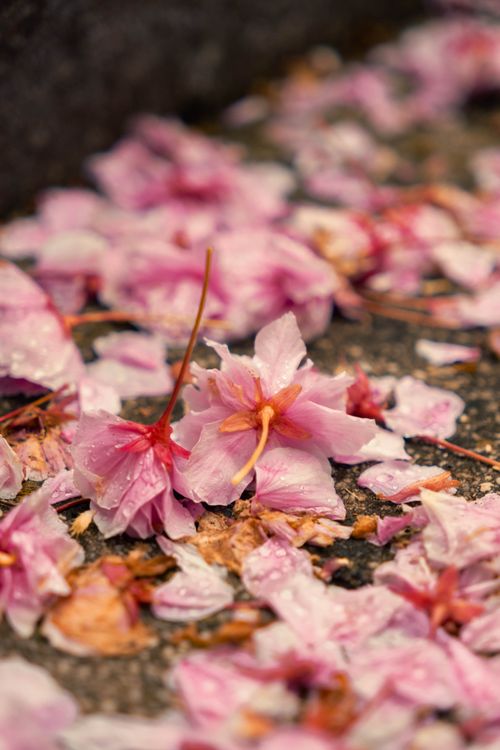 Free Close-up of fallen cherry blossom petals on wet ground, creating a soft and delicate texture. Stock Photo