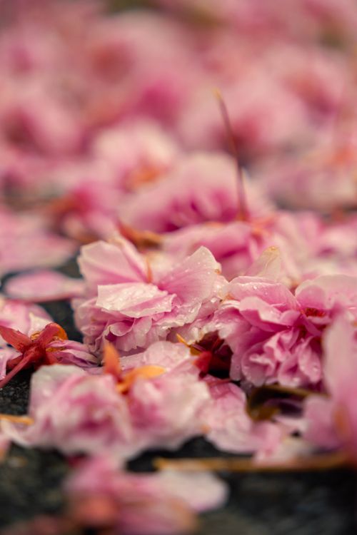 Free Macro shot of delicate pink cherry blossom petals with raindrops on a textured surface, evoking a soft and moody spring atmosphere. Stock Photo