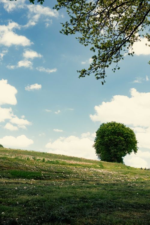 Free Peaceful landscape featuring a single oak tree amid a meadow under a blue sky with fluffy clouds. Stock Photo