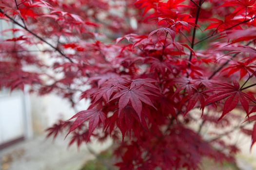 Close-up of vibrant red Japanese maple leaves creating a lush autumnal display.
