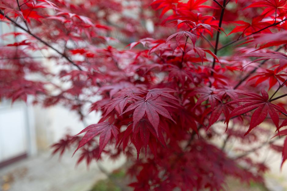 Close-up of vibrant red Japanese maple leaves creating a lush autumnal display.