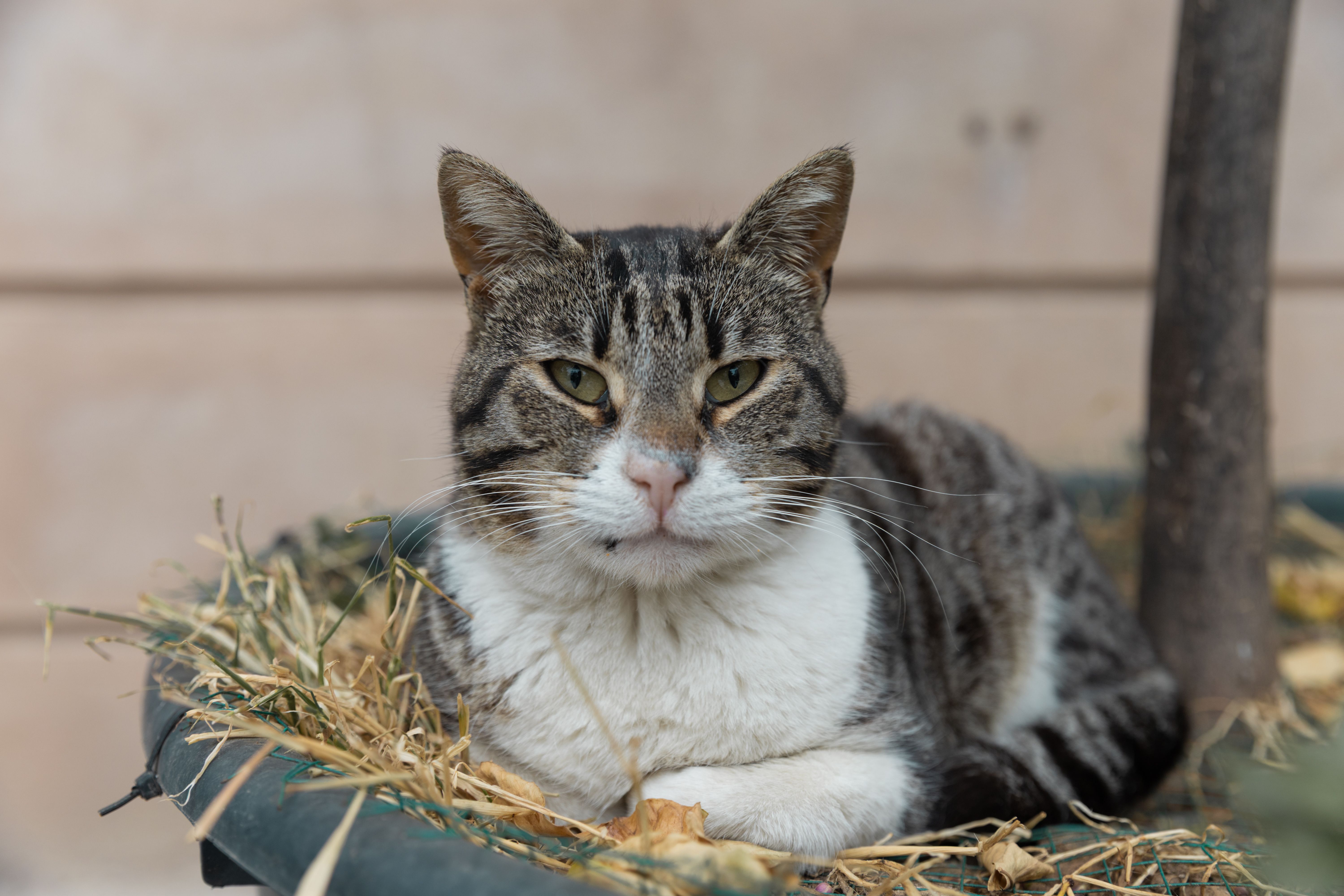 Portrait of a cat at a veterinary clinic