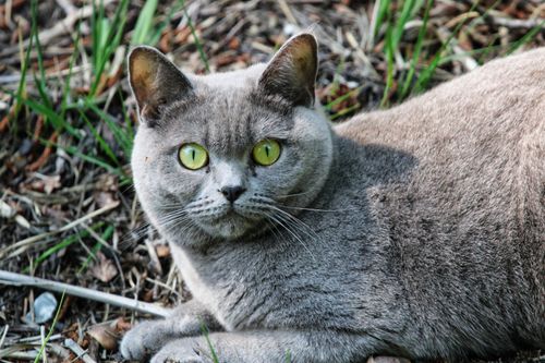 Free A British Shorthair cat with yellow eyes lying outdoors in greenery in Niederkrüchten, Germany. Stock Photo