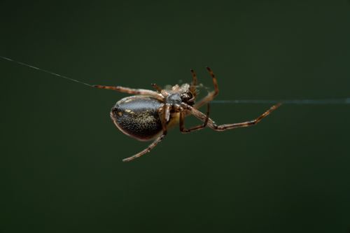 Free Macro shot of a spider delicately suspended on its silky web against a blurred green background. Stock Photo