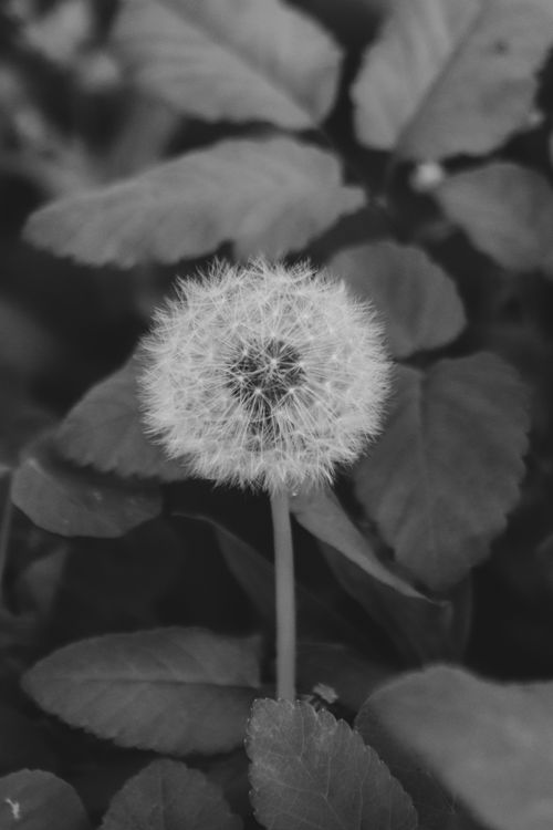 Free A detailed black and white photograph of a dandelion in full bloom highlighting its intricate seeds. Stock Photo