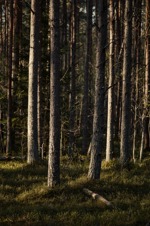 Free A tranquil boreal forest scene featuring tall coniferous trees and lush greenery. Stock Photo