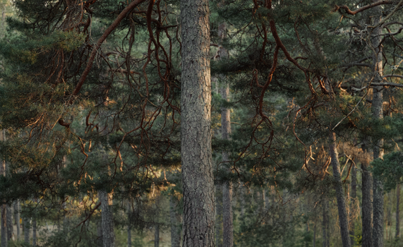 A tranquil pine forest captured in soft natural light showcasing evergreen beauty.
