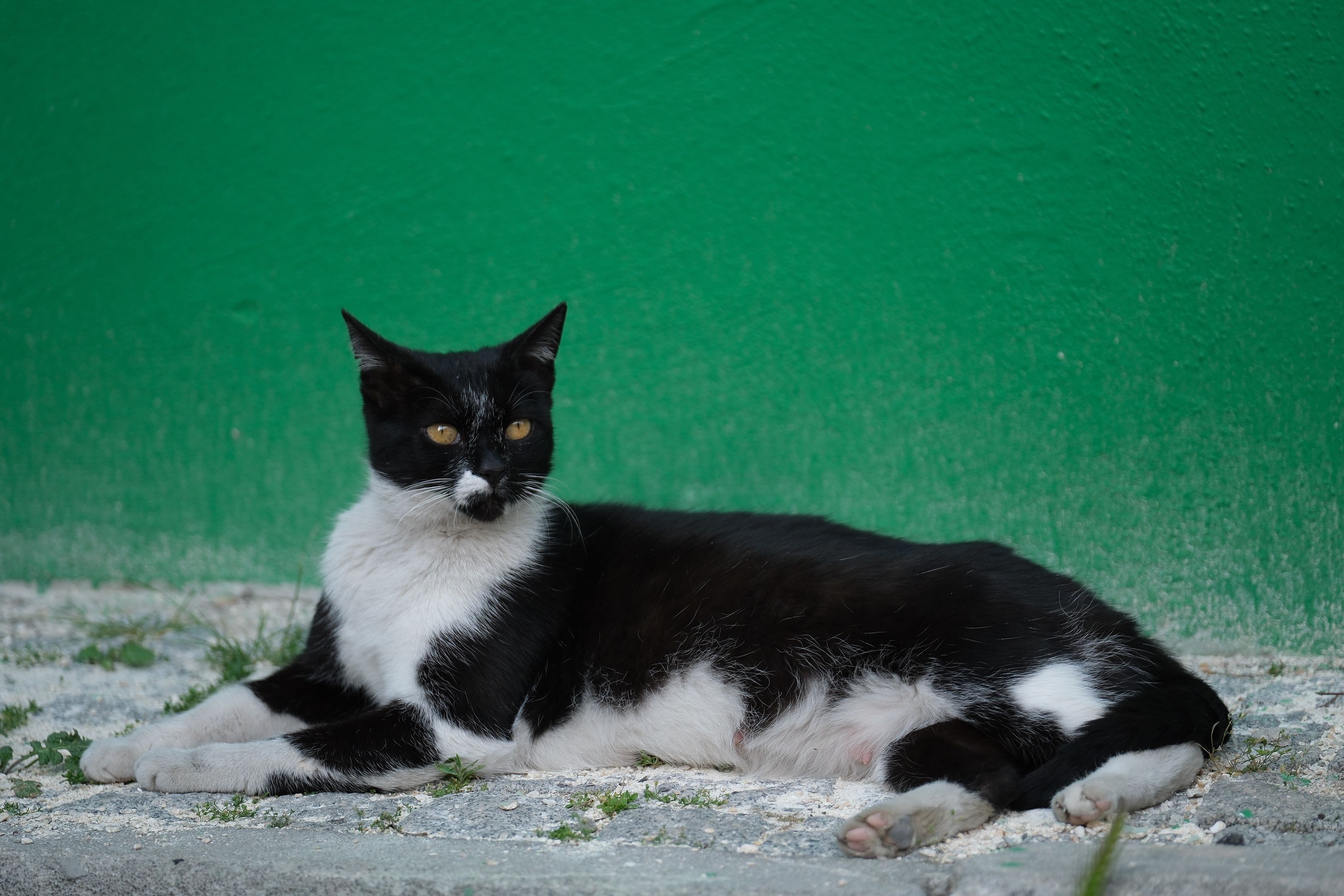 Black and White Cat Relaxing on Sidewalk · Free Stock Photo