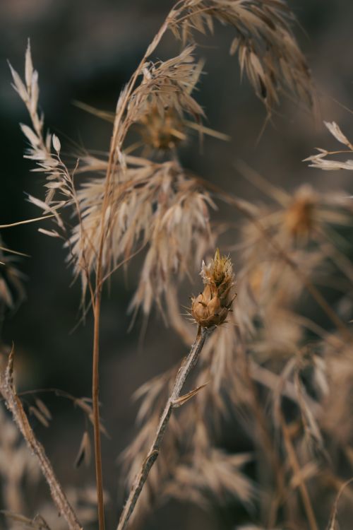 Free A detailed close up of beautiful dried grasses with neutral tones creating an artistic and delicate mood. Stock Photo