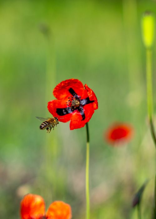 Free Bee approaching vibrant red poppy flower, set in a lush green field during spring. Stock Photo