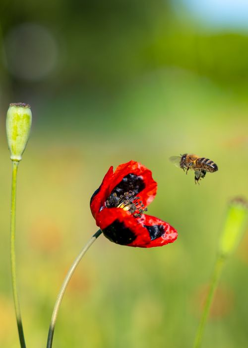 Free A bee hovers beside a vibrant red poppy, showcasing nature's pollination process in vivid detail. Stock Photo