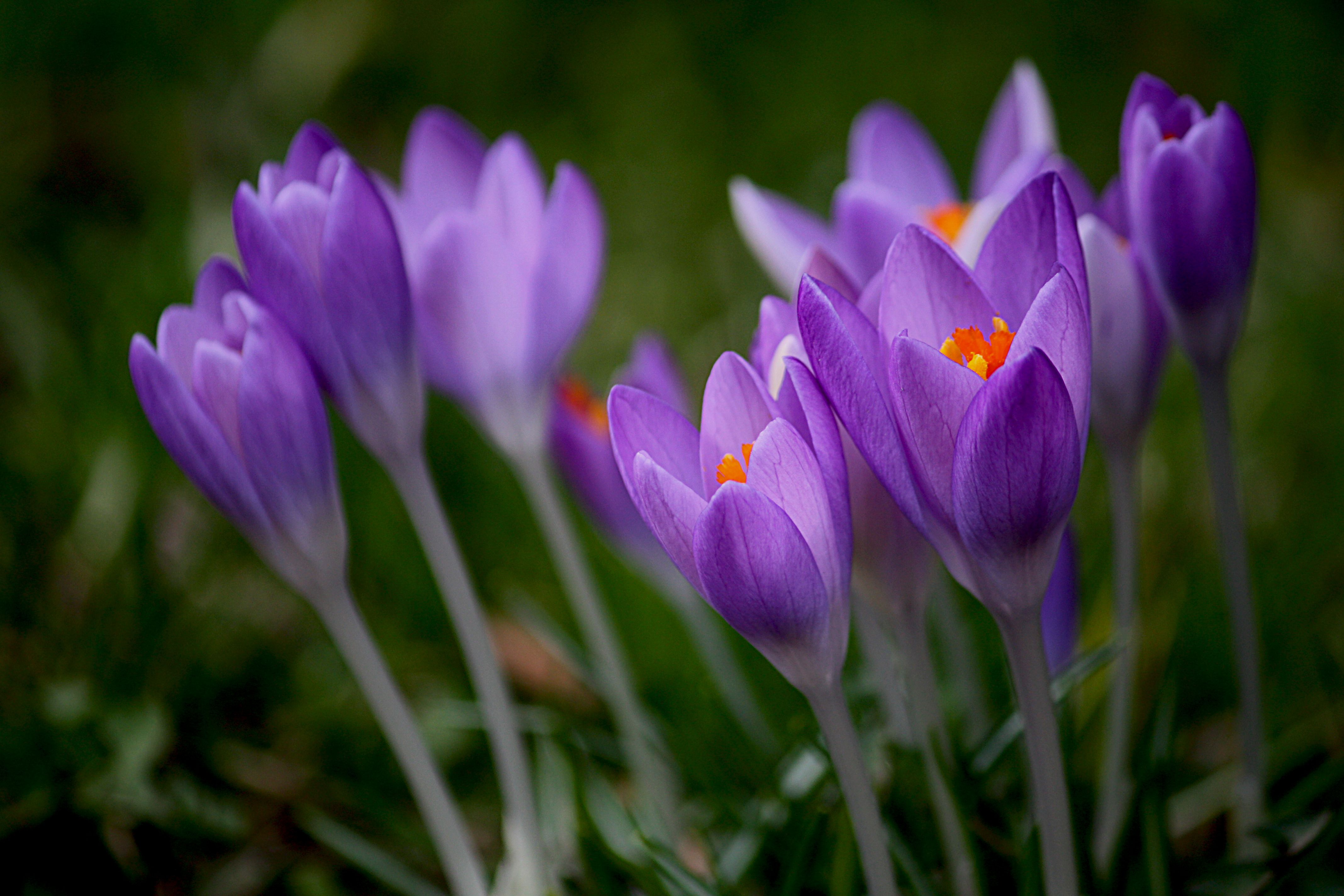 [ColoSach]-vibrant-purple-crocus-flowers-blooming-in-spring,-showcasing-vivid-petals-and-orange-stamens.