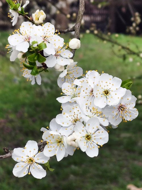 Free A detailed view of white cherry blossoms against a green spring background. Stock Photo