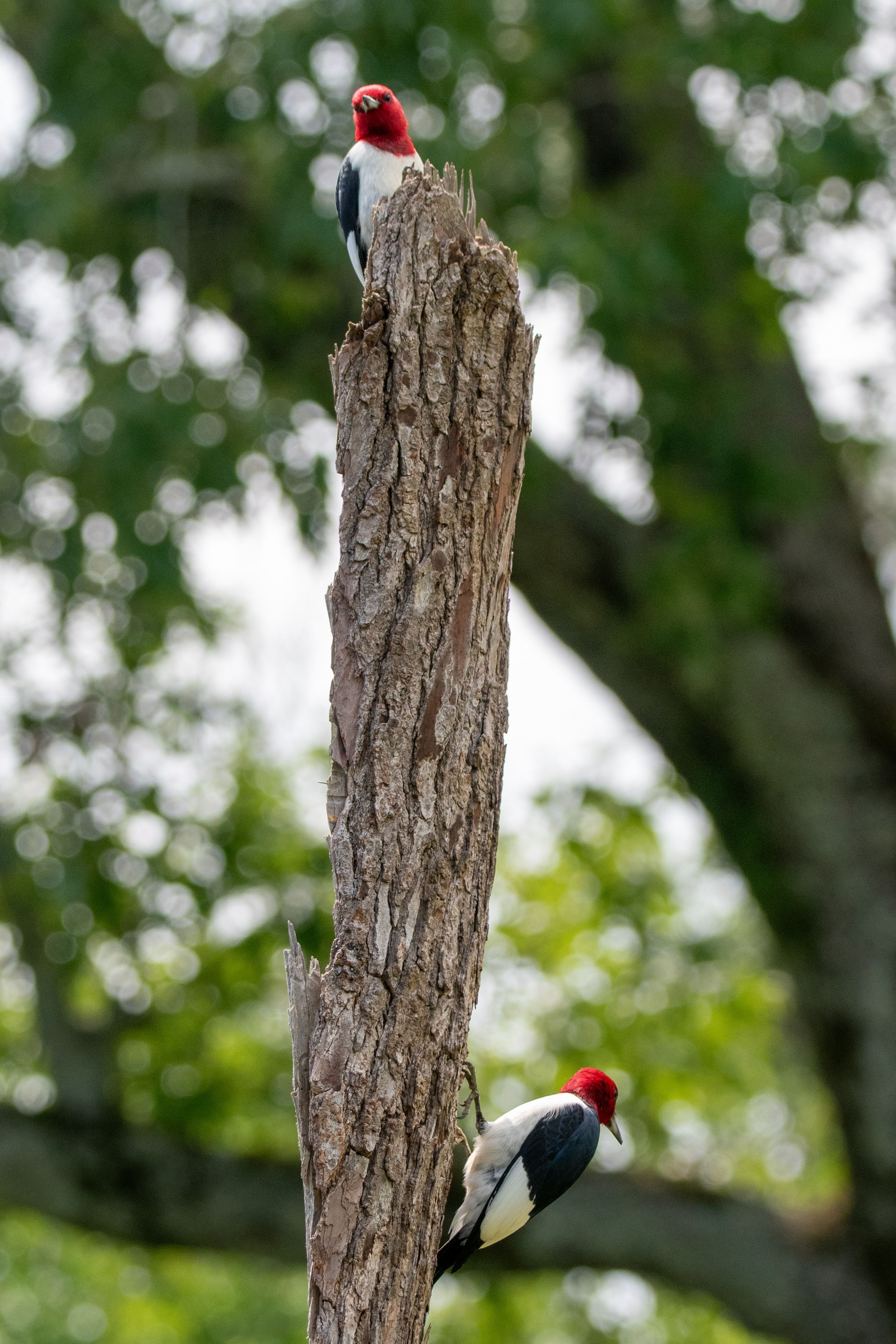 Red-headed Woodpeckers Perched on Tree · Free Stock Photo