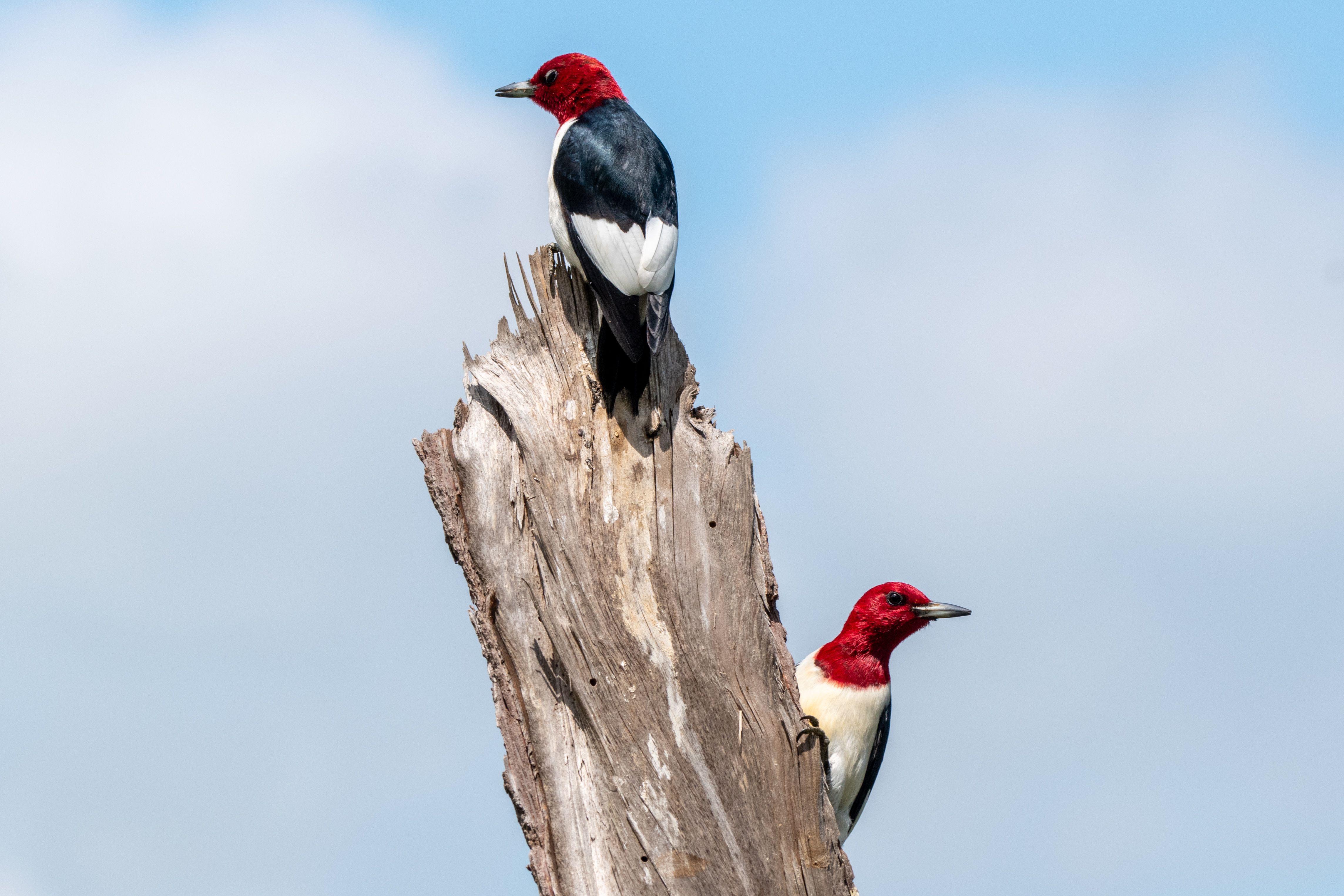 Red-headed Woodpeckers on Tree Stump Against Blue Sky · Free Stock Photo