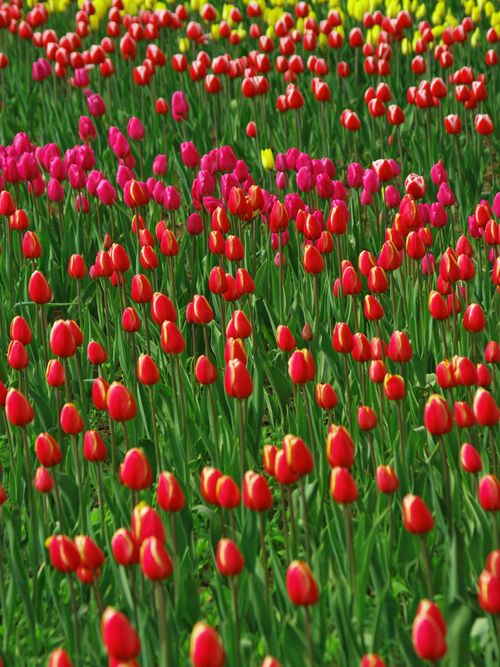 Free Vibrant field of red and pink tulips in full bloom under clear daylight, symbolizing spring. Stock Photo