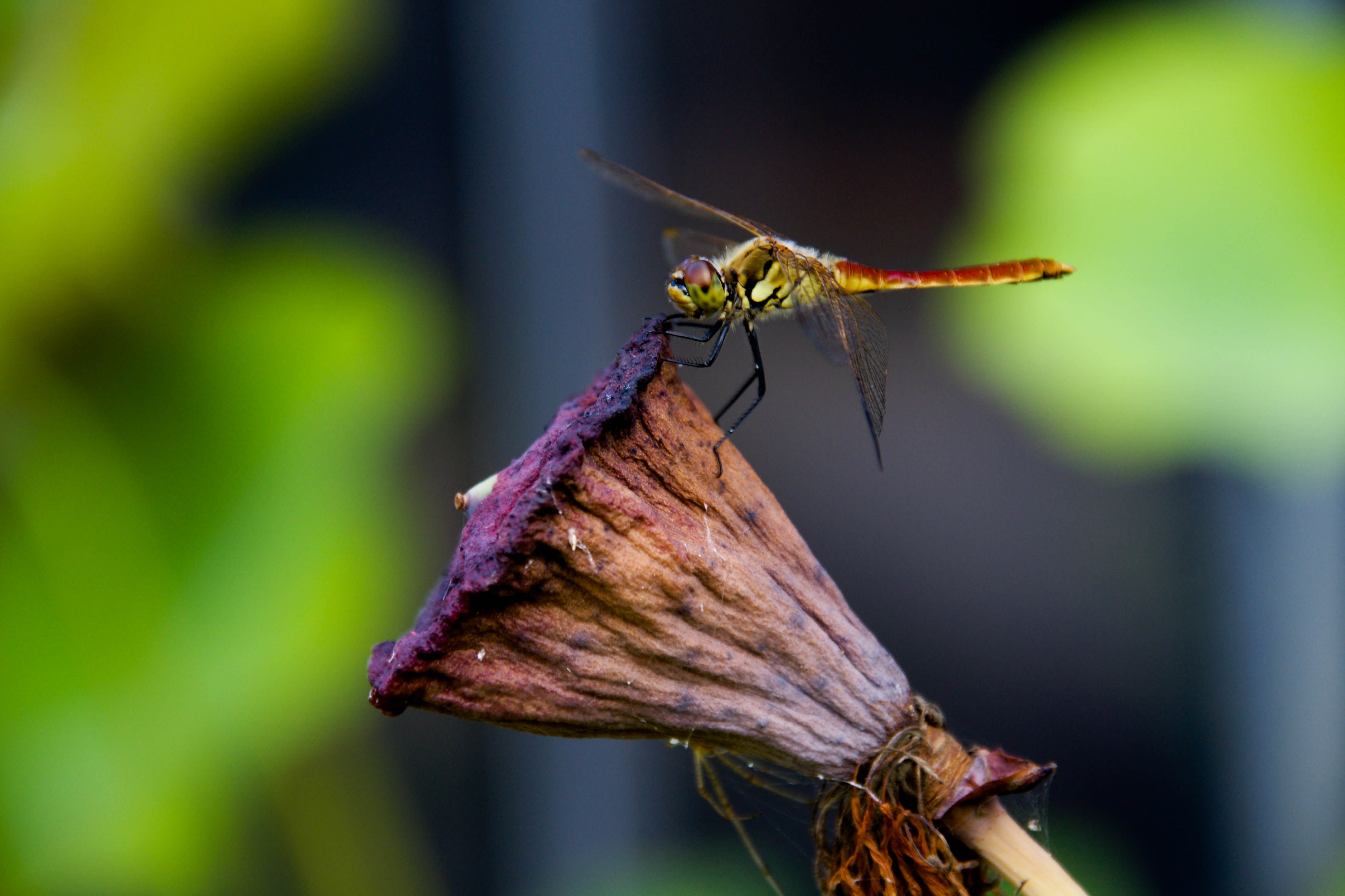 Close-up of Dragonfly on Wilted Flower · Free Stock Photo