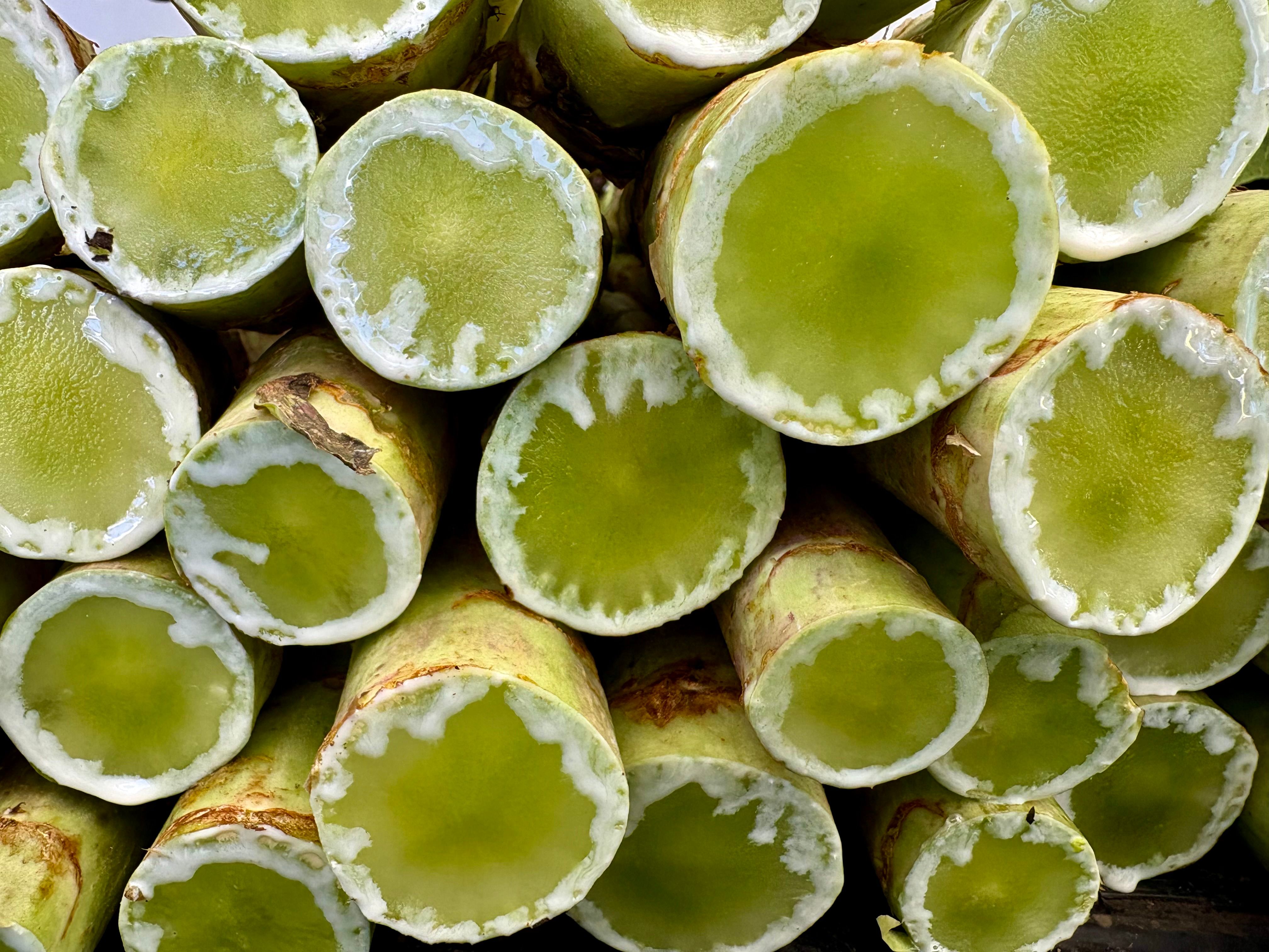 Close-up of Freshly Cut Green Sugarcane Stalks · Free Stock Photo