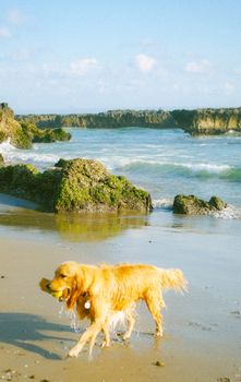 A joyful golden retriever playing fetch on a scenic beach in Bali with stunning rock formations and waves.