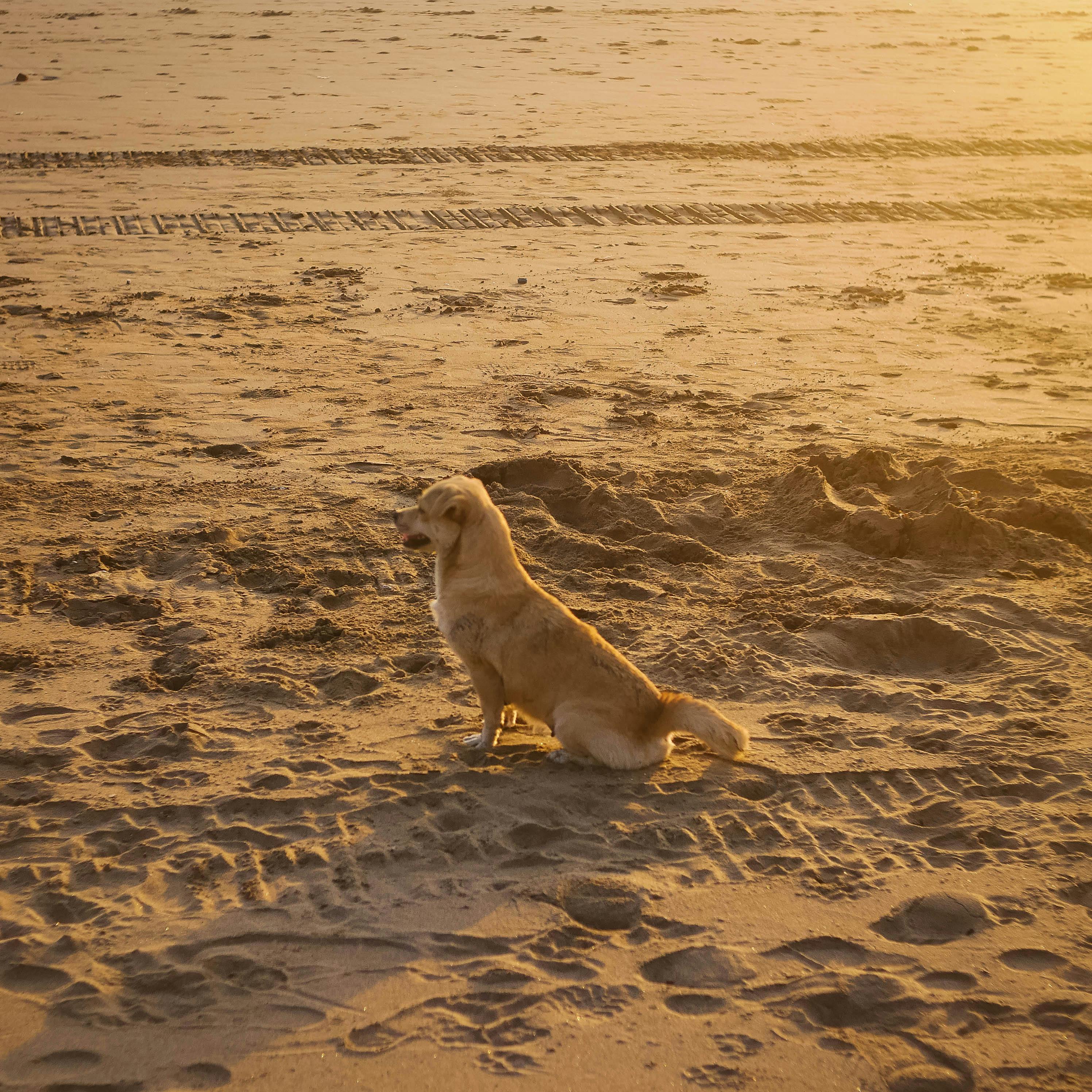 Golden Retriever enjoying a peaceful Bali beach scene during a warm sunset.