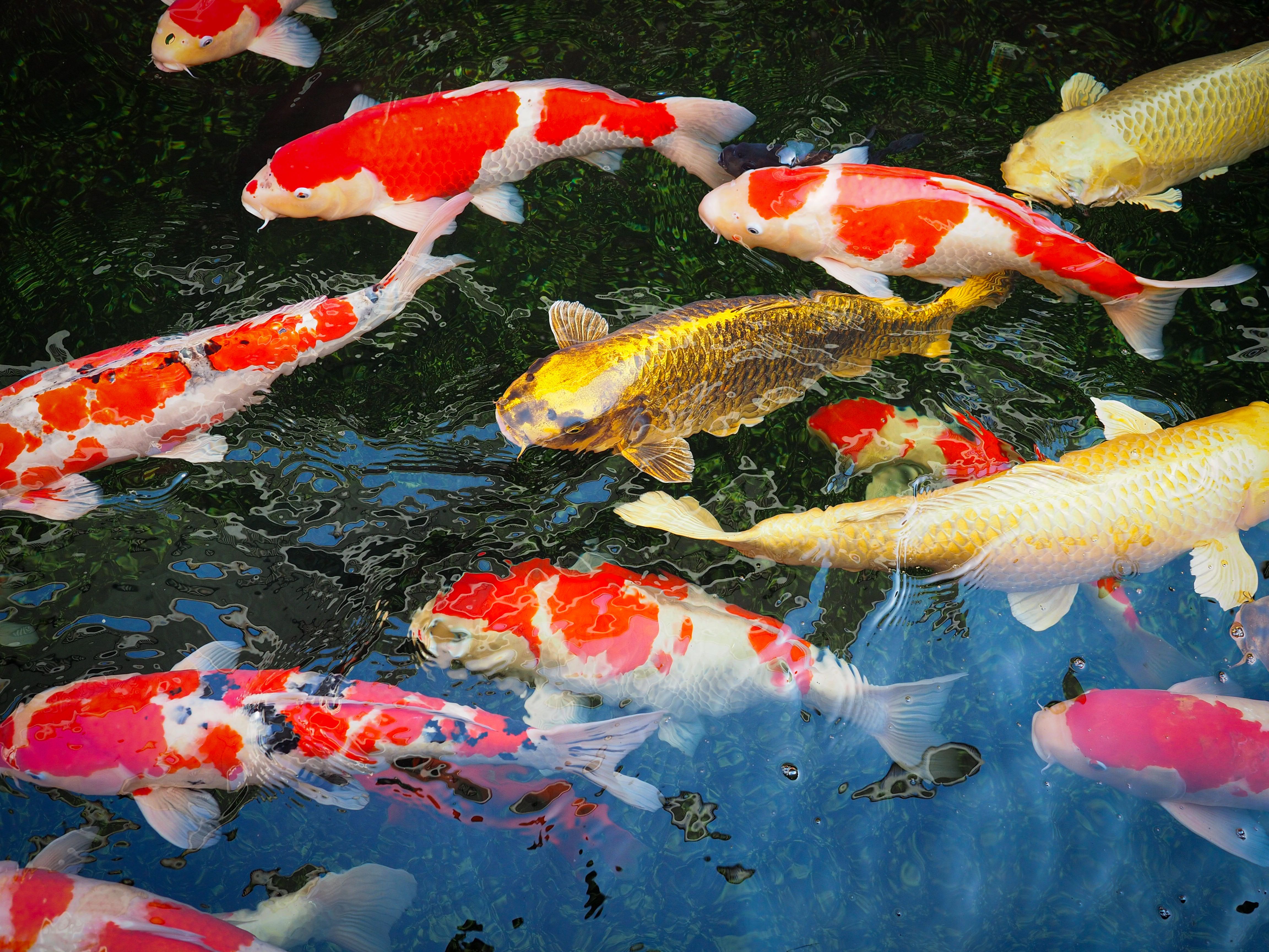 Keeping Fish
